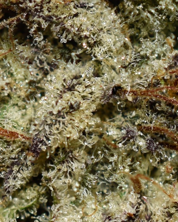 Gobbstopper AAAA+ Trichomes