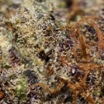 God's Green Crack AA Trichomes