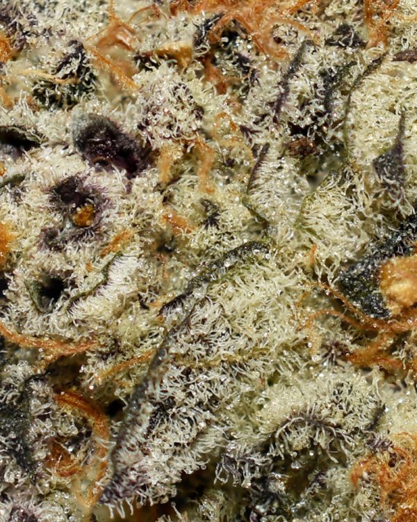 Gorilla Glue #4 AAAA Trichomes