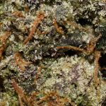 Granddaddy Purple AAAA+ Trichomes