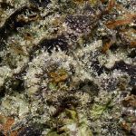 Granddaddy Purple OG AAAA+ Trichomes