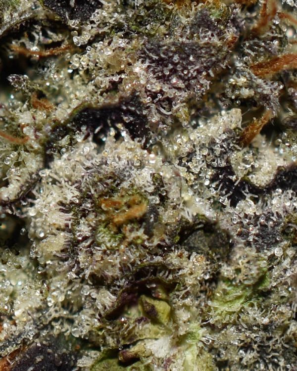 Granddaddy Purple OG AAAA+ Trichomes