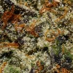 Money Bread #1 AAAA Trichomes