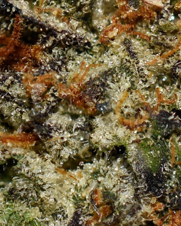 Money Bread #1 AAAA Trichomes