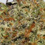 Pineapple God Bud AAAA Trichomes