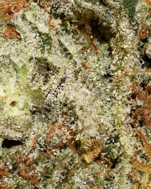 Pineapple Godbud AAAA+ Trichomes