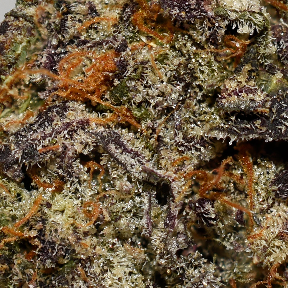Purple Space Cookies AAAA+ Trichomes