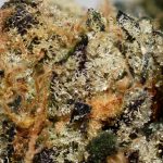 Purple Zombies AAAA+ Trichomes