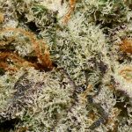 Slurricane AAAA Trichomes