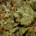 Afghani Kush AA Trichomes