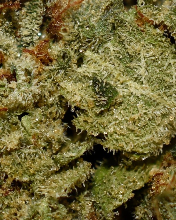 Afghani Kush AA Trichomes