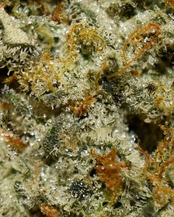 Caddilac Purple AAAA Trichomes