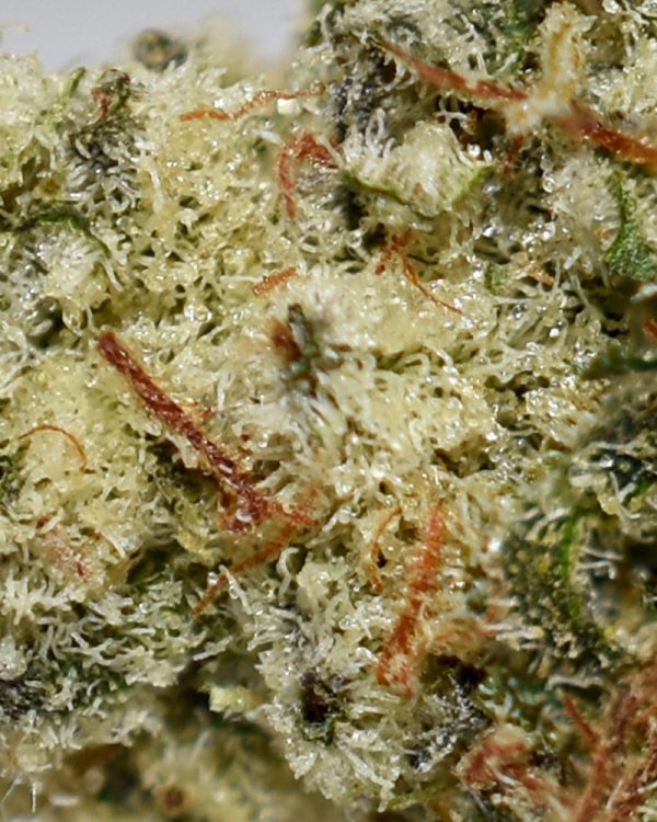Candy Kush AAA Trichomes