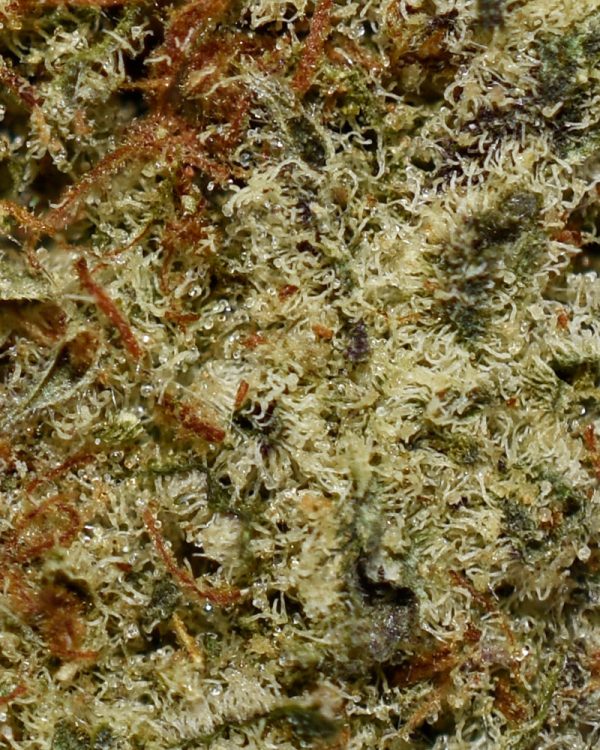 Chemdawg AAA Trichomes