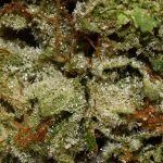 Dark Star AAAA Trichomes