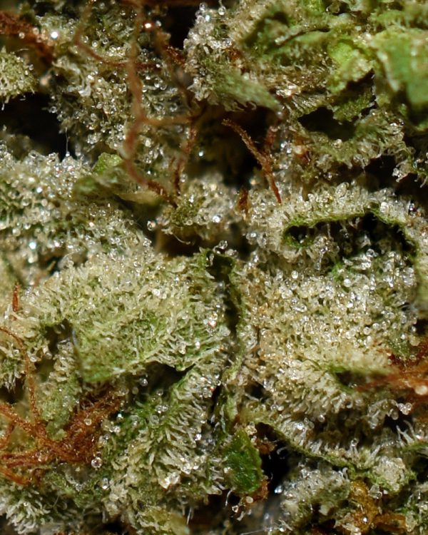 Dark Star AAAA Trichomes