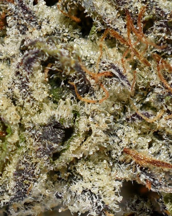 Donkey Butter AAAA+ Trichomes