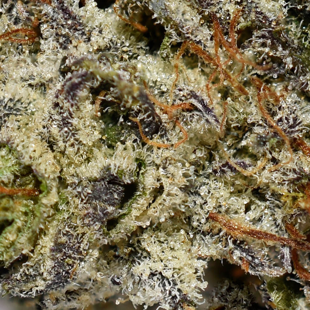 Donkey Butter AAAA+ Trichomes