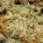 GMO Cookies AAAA TRI