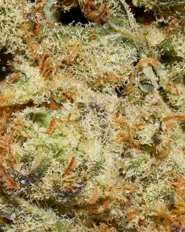 GMO Cookies AAAA TRI