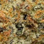 Golden Pineapple AAA Trichomes