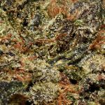 Grape Gas AA Trichomes