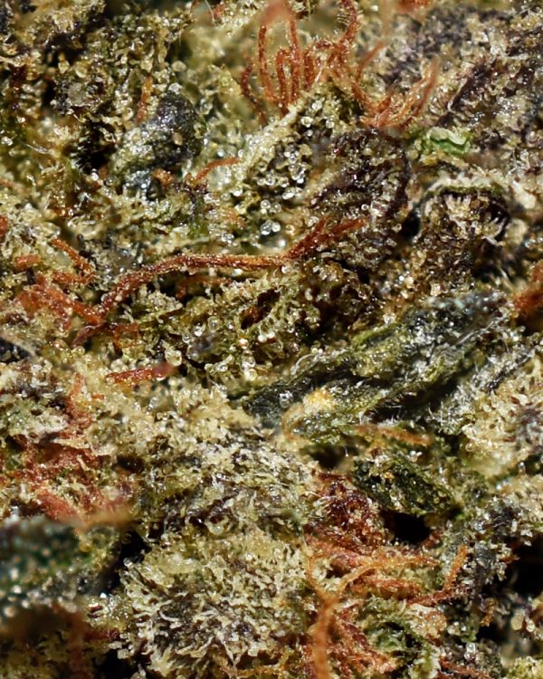Grape Gas AA Trichomes
