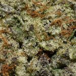 Grape Gas AA Trichomes