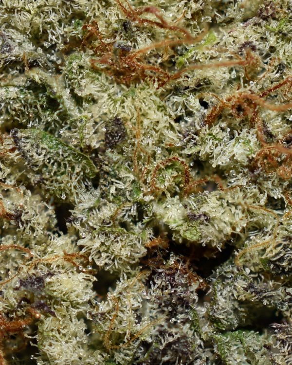 Grape Gas AA Trichomes