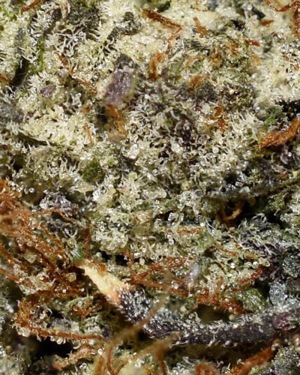 High Octane AAAA+ Trichomes