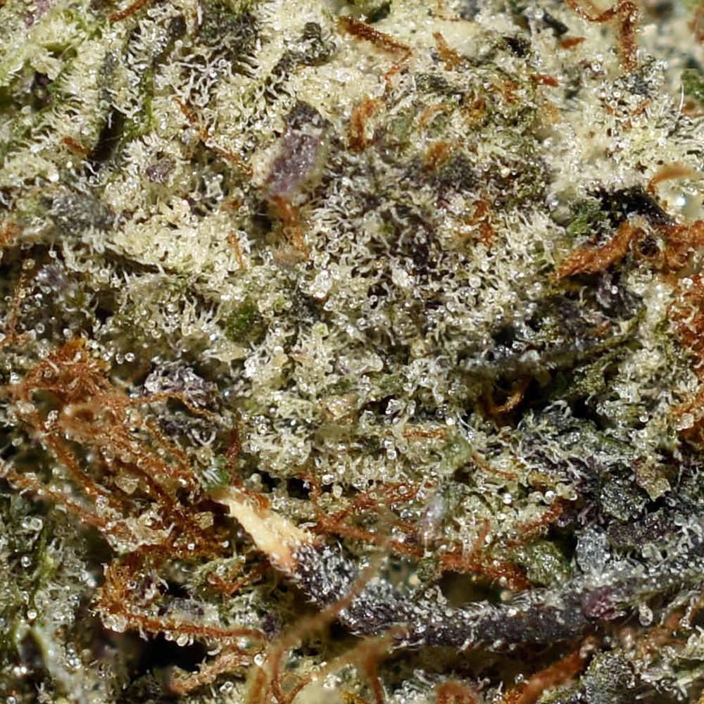 High Octane AAAA+ Trichomes