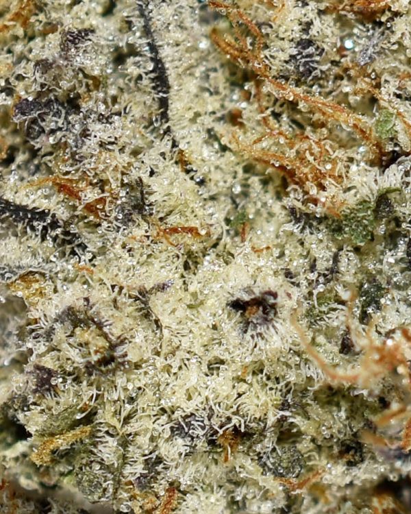 Lemon Cookies AAAA+ Trichomes