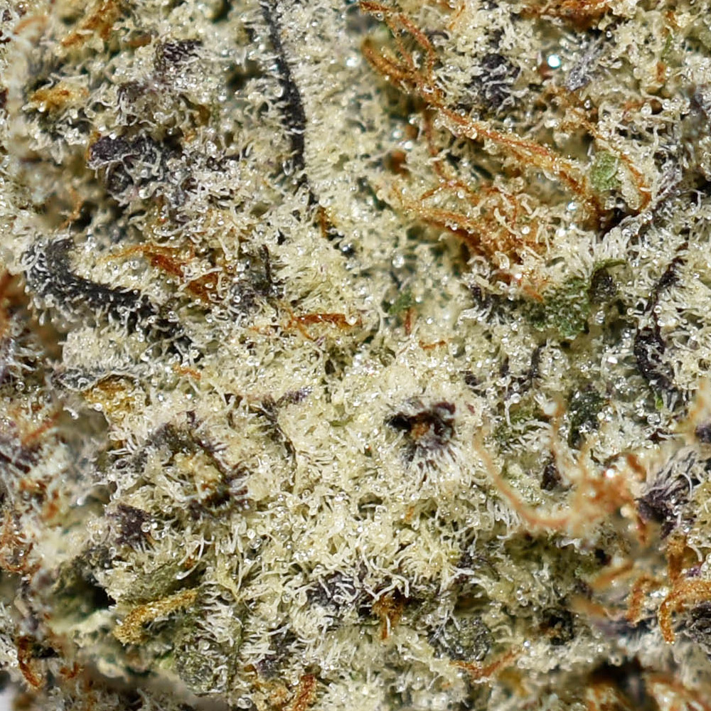 Lemon Cookies AAAA+ Trichomes