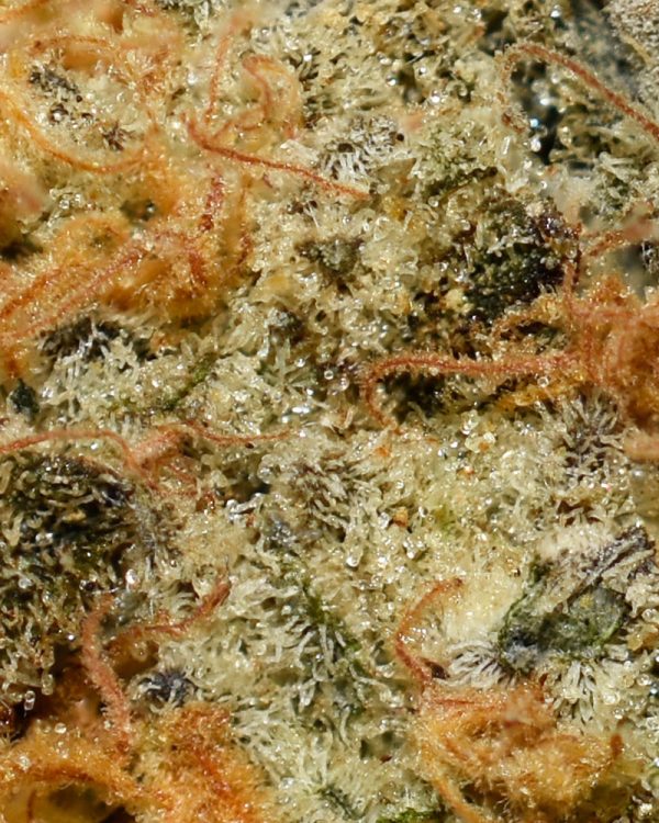 Lemon Skunk AA Trichomes