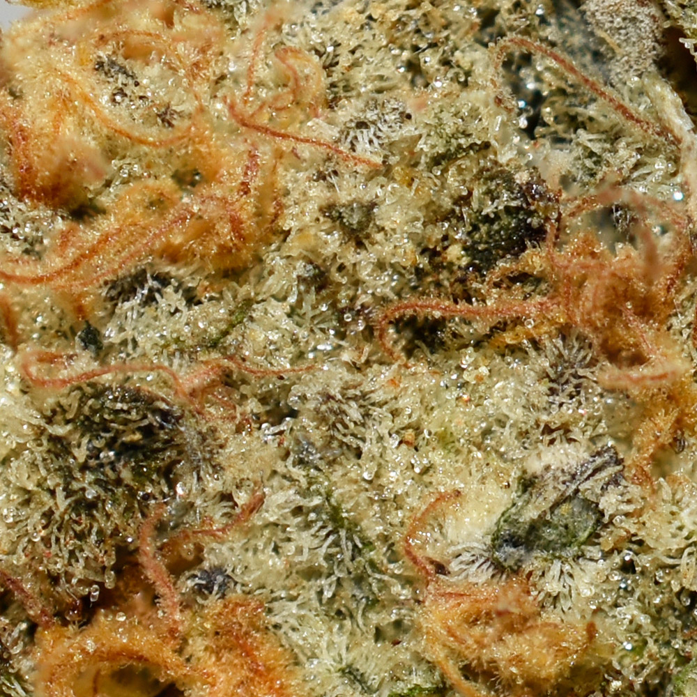 Lemon Skunk AA Trichomes