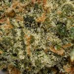 McGrupp AA Trichomes