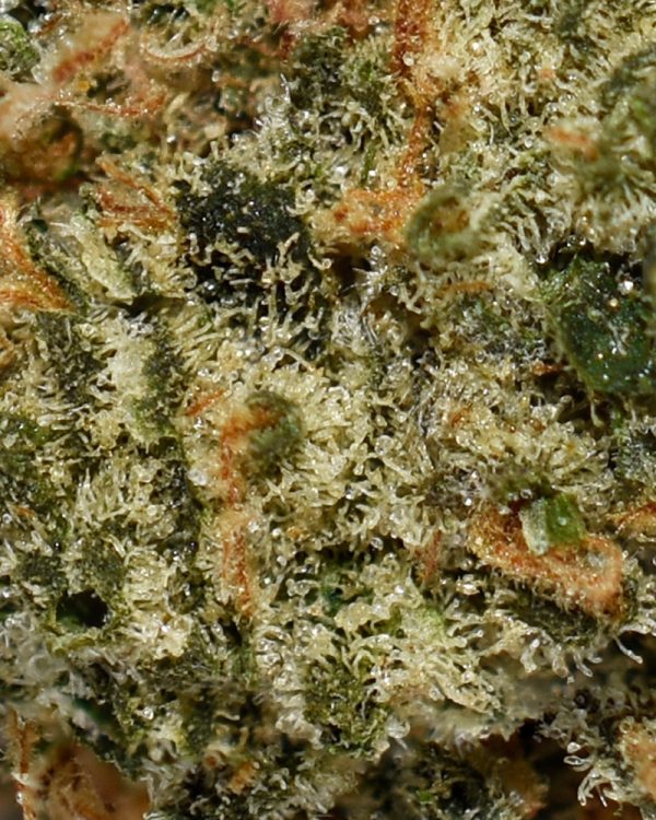 McGrupp AA Trichomes