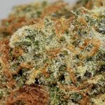 NYC Sour Diesel AA Trichomes