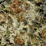 Northern Lights AAAA+ Trichomes