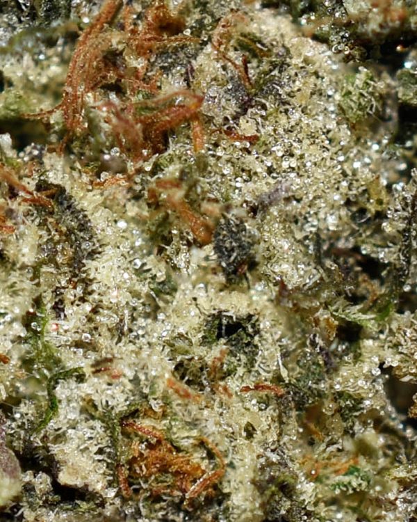 Northern Lights AAAA+ Trichomes