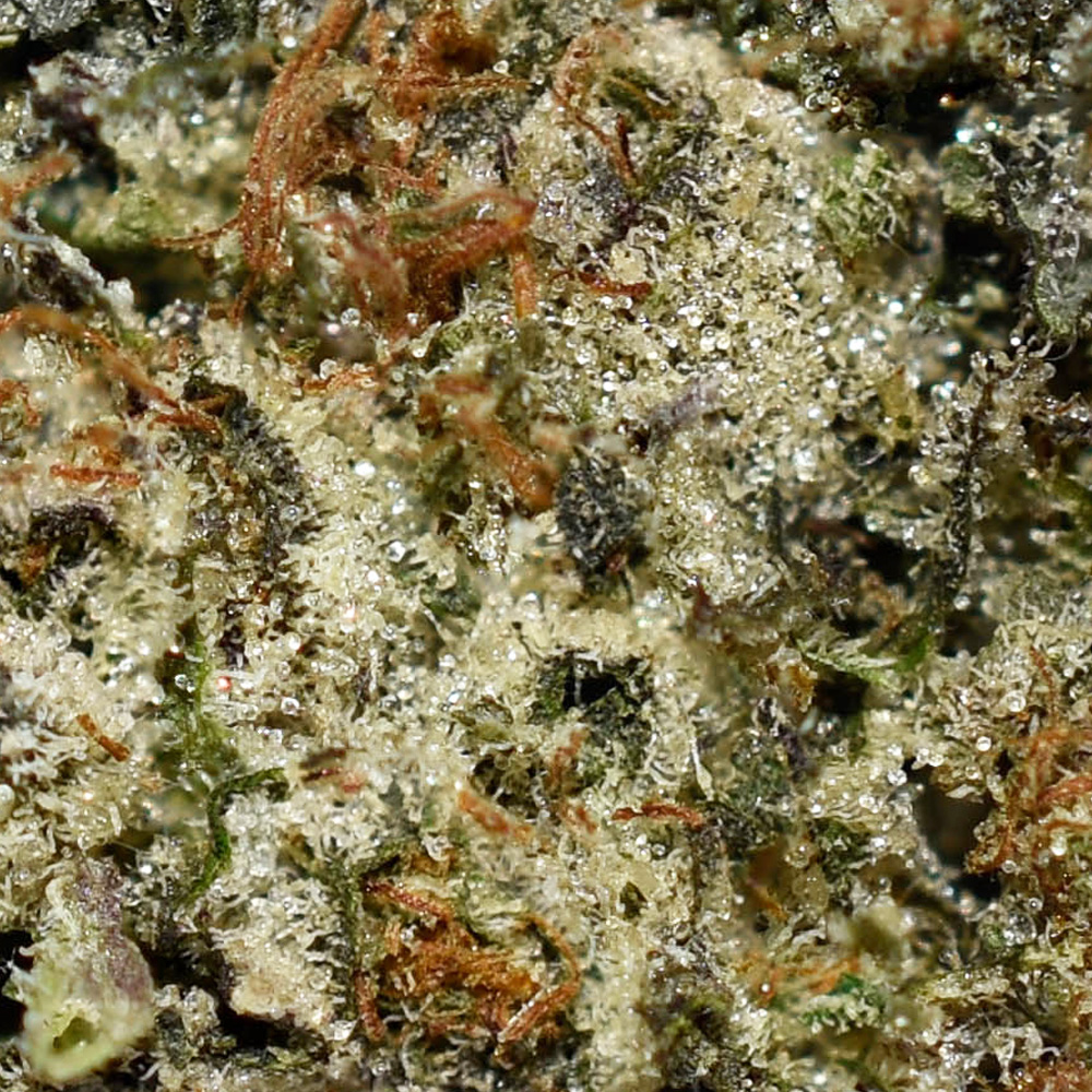 Northern Lights AAAA+ Trichomes