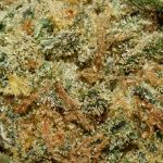 Red Velvet Pie AA Trichomes