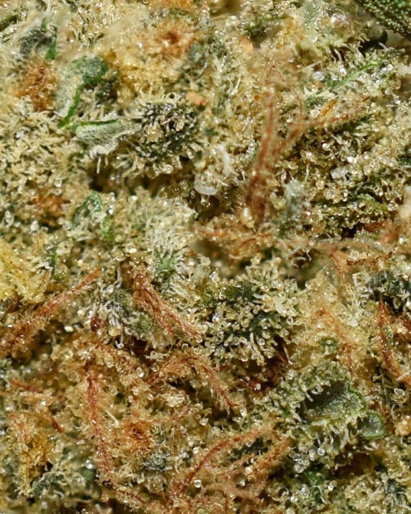 Red Velvet Pie AA Trichomes