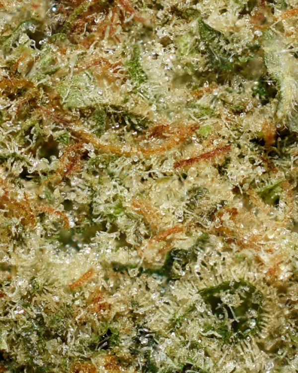 Banana Cream AAA Trichomes