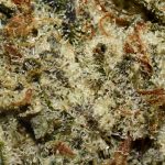 Blackberry AAA Trichomes