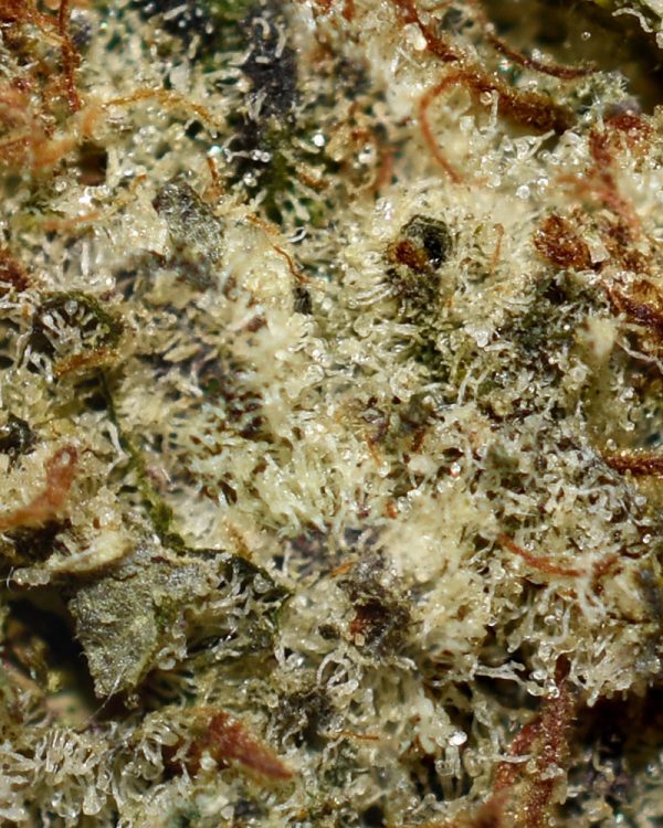 Blackberry AAA Trichomes