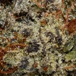Bubba Kush AAA Trichomes