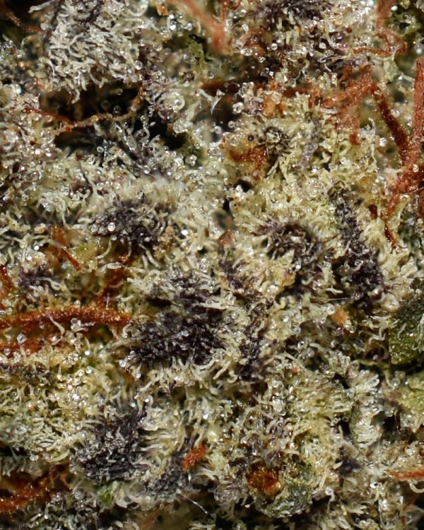 Bubba Kush AAA Trichomes