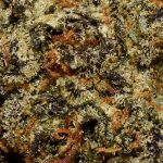 Christmas Cookies AA Trichomes