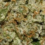 Cookie Wreck AAAA Trichomes